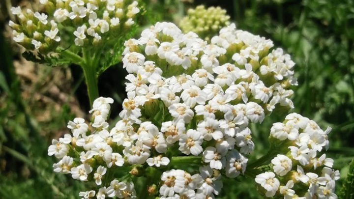 cure de détox du foie en phytothérapie achillée millefeuille