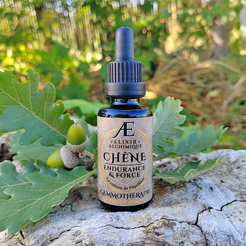 Gemmotherapie Chène