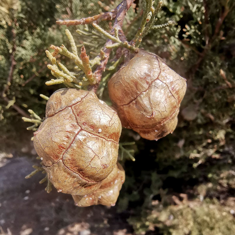 cyprès infection virale noix de cyprès