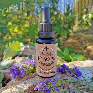 teinture-mere hysope élixir alchimique phytothérapie de qualité