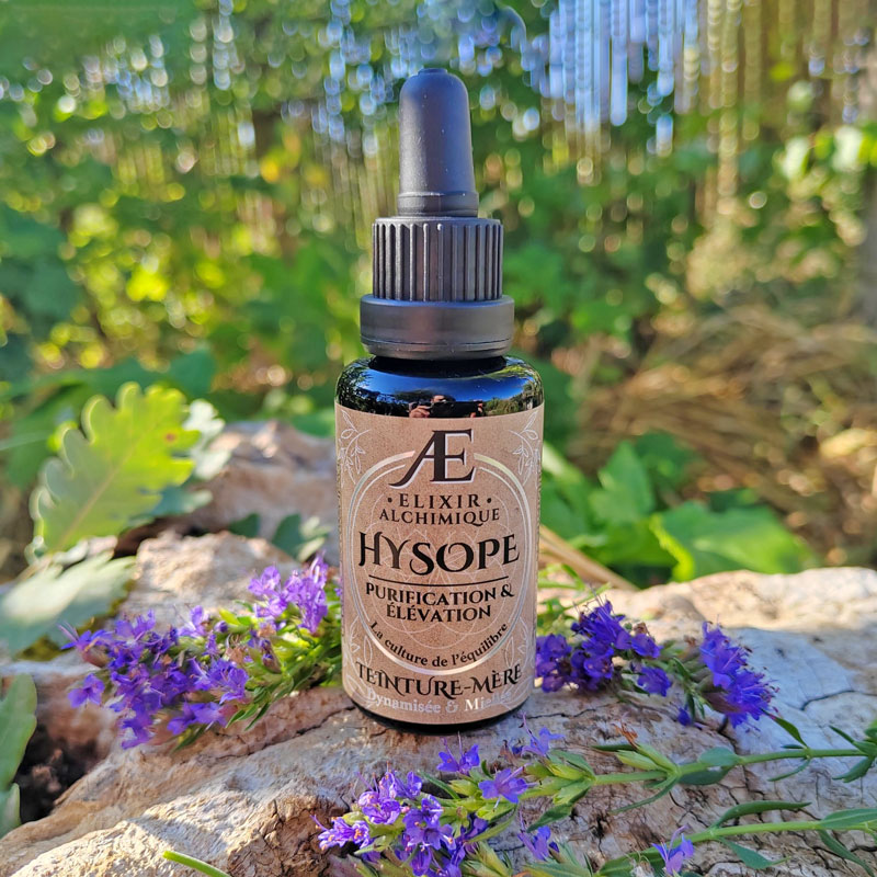 teinture-mere hysope élixir alchimique phytothérapie de qualité