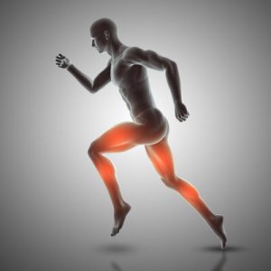 Ligaments, Tendons & Cartilages