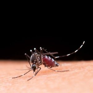 Piqûres d'insectes