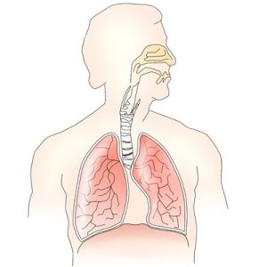 Système respiratoire