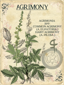 Aigremoine Eupatoire Elixir Alchimique