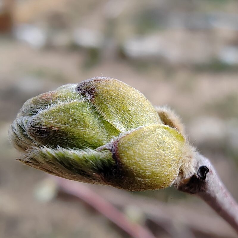 gemmothérapie foie équilibre nerveux bourgeons de noisetier