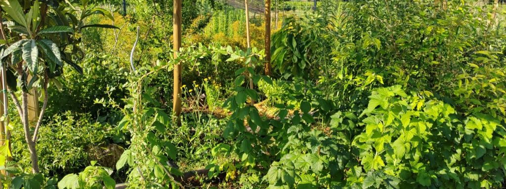 forêt comestible et médicinale en syntropie elixir alchimique