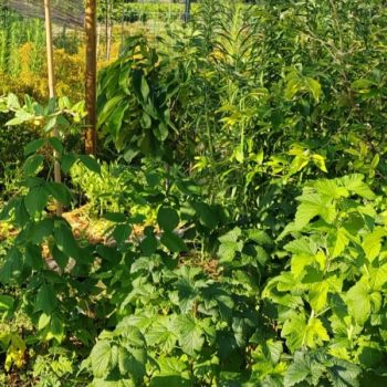 forêt comestible et médicinale en syntropie elixir alchimique