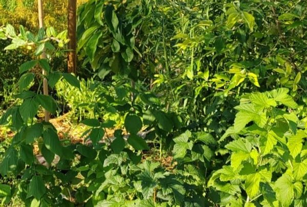 forêt comestible et médicinale en syntropie elixir alchimique