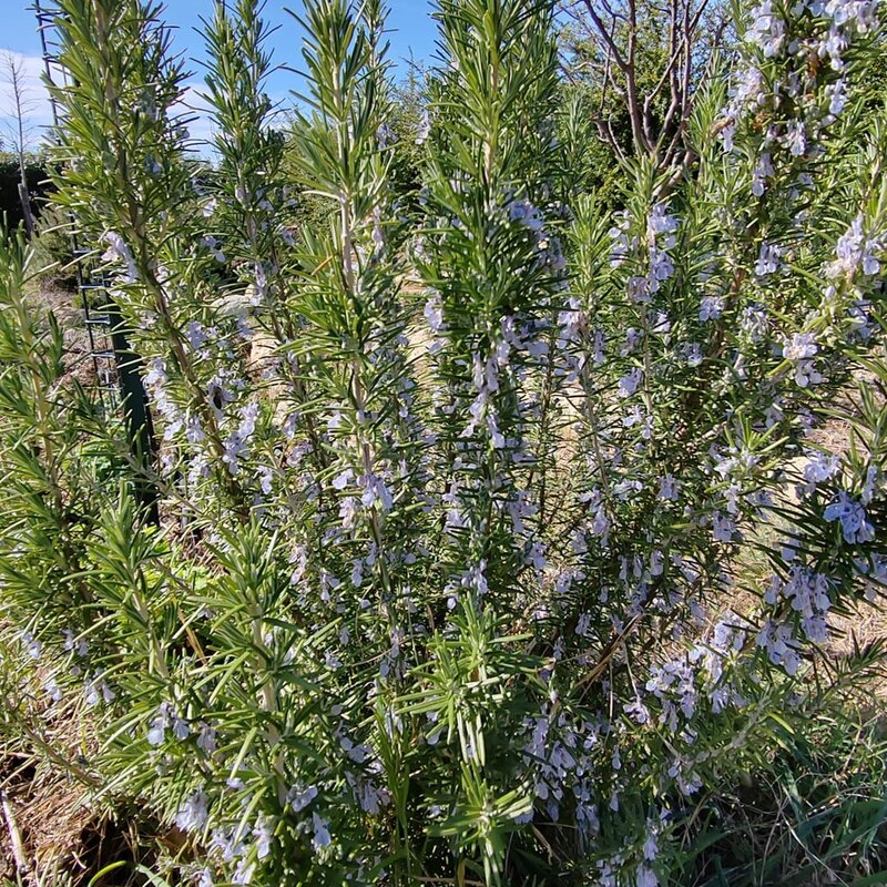 Romarin de Provence Elixir Alchimique