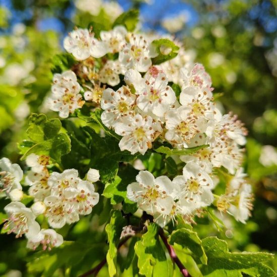 Fleurs d'aubépine fraîches plante du cœur Elixir Alchimique
