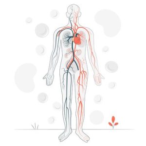 Circulation Artérioveineuse & Lymphatique