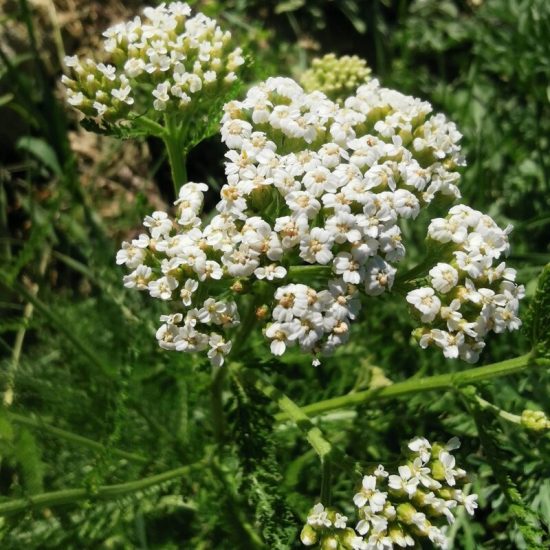 fleur d'achillée millefeuille phytothérapie elixir alchimique