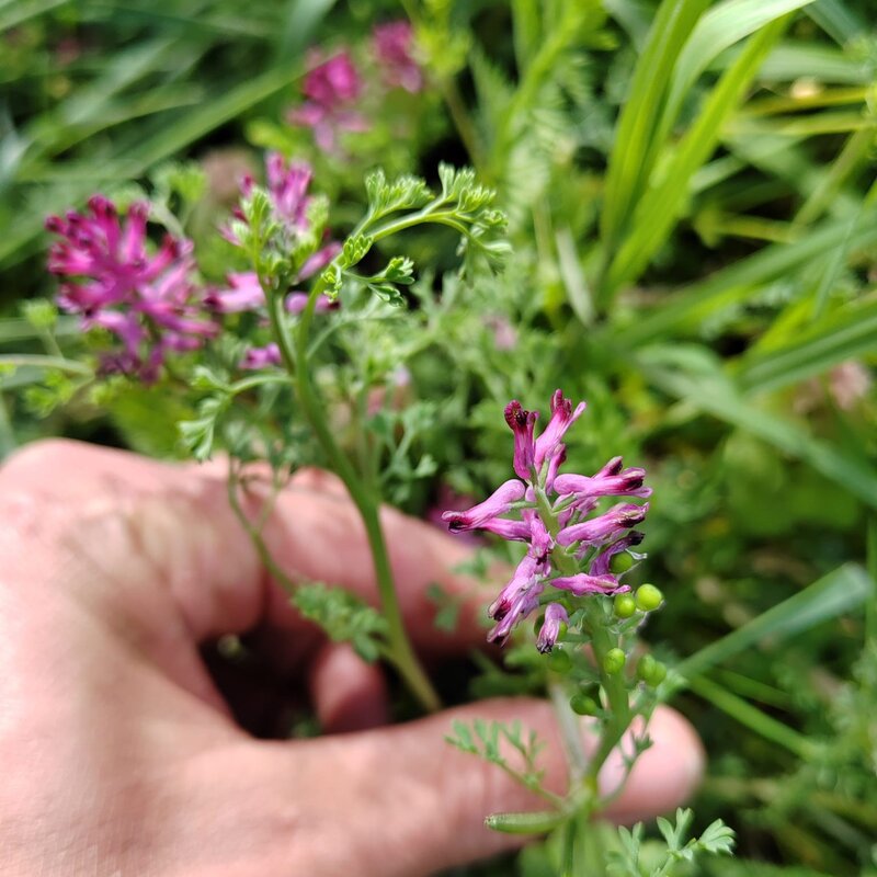 Fumeterre Officinale fraîche Elixir Alchimique