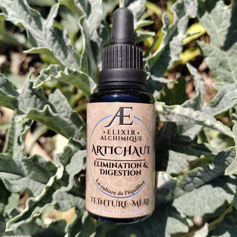 teinture mère artichaut drainage minceur élixir alchimique phytothérapie de qualité