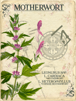 agripaume cardiaque teinture mère phytothérapie elixir alchimique