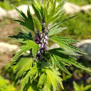 Phytothérapie agripaume cardiaque teinture-mère elixir alchimique palpitations hypertension