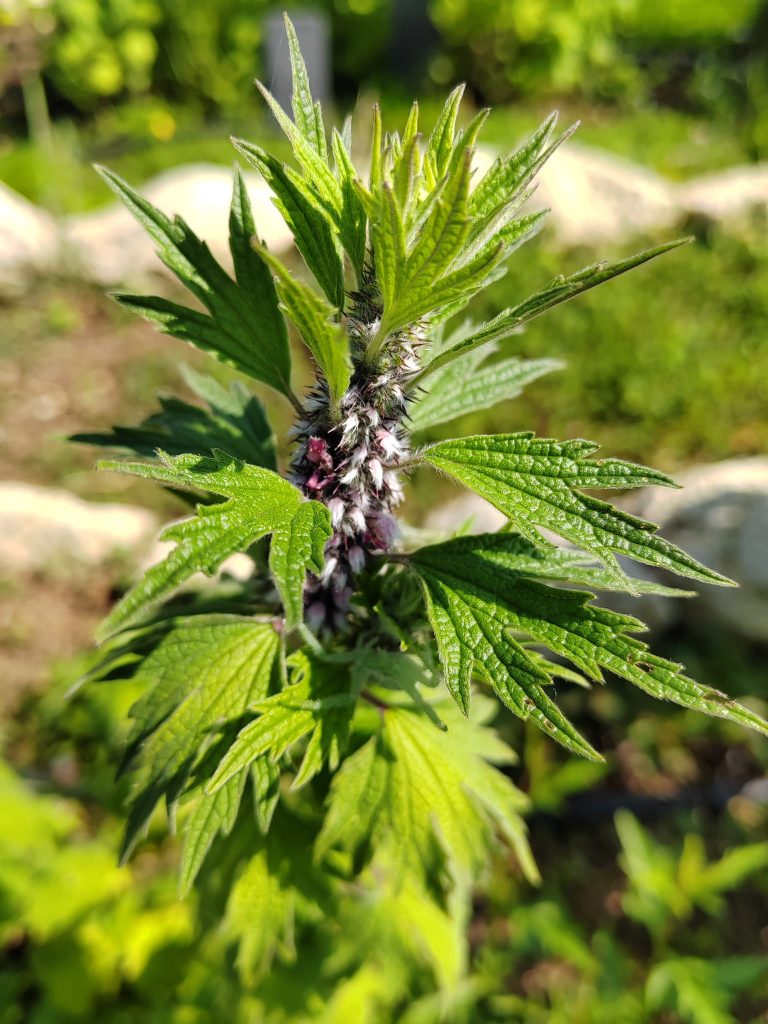 Phytothérapie agripaume cardiaque teinture-mère elixir alchimique palpitations hypertension