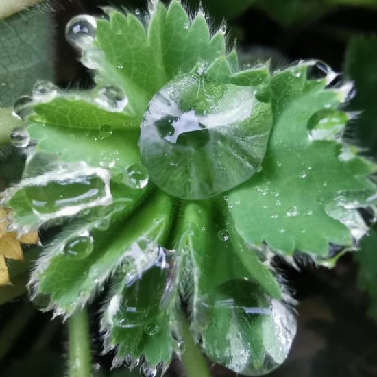 Alchémille plante fraiche teinture mère concentrée élixir alchimique syndrome prémenstruel et équilibre hormonal