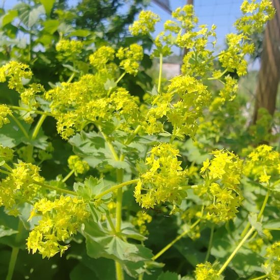 Alchémille plante fraiche teinture mere élixir alchimique équilibre hormonal et gynécologique