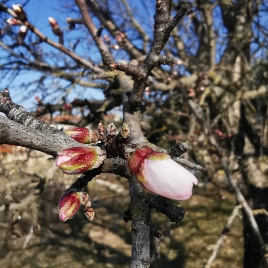 bourgeons amandier frais gemmothérapie apaisement circulation elixir alchimique