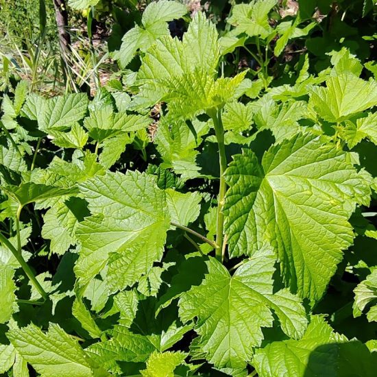 phytothérapie feuilles fraîche de cassissier teinture mère elixir alchimique