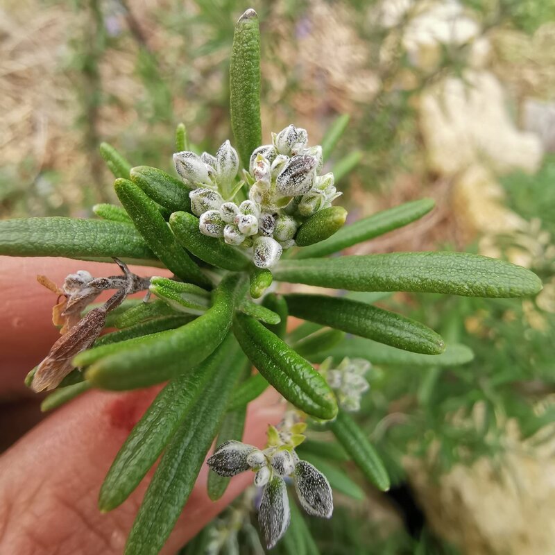 jeune pousse et bourgeons de romarin elixir alchimique