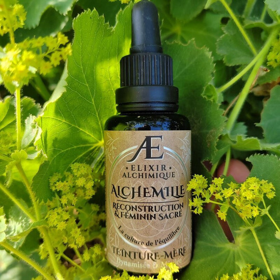 teinture mère alchemille syndrome prémenstruel équilibre hormonal élixir alchimique