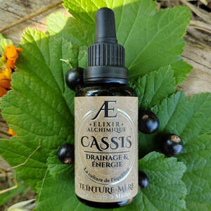 teinture mère cassis phytothérapie drainage energie articulation elixir alchimique