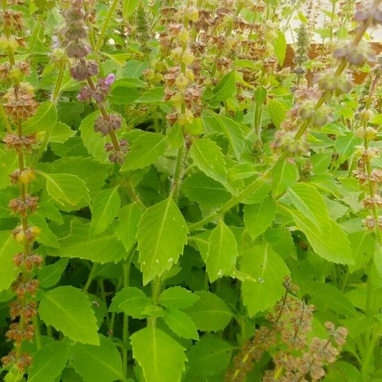 Basilic Sacré tulsi frais et local elixir alchimique teinture mere miellée