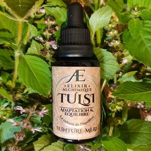 teinture mere miellee basilic sacré tulsi plante adaptogène