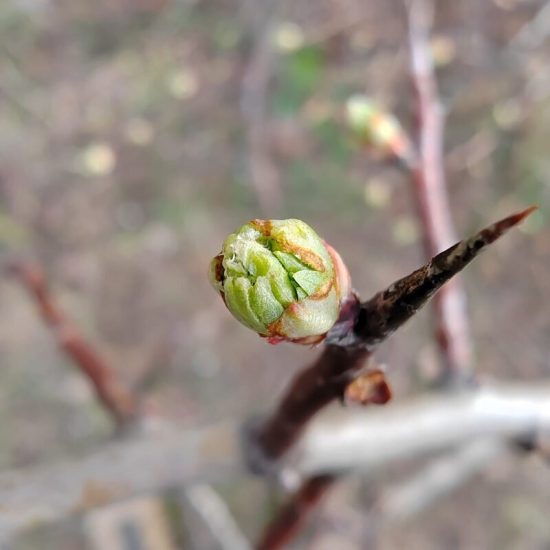gemmothérapie bourgeons aubépine équilibre émotionnel macérât mère élixir alchimique