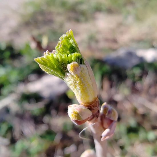 gemmothérapie miellée de cassis bourgeons frais anti-inflammatoire elixir alchimique