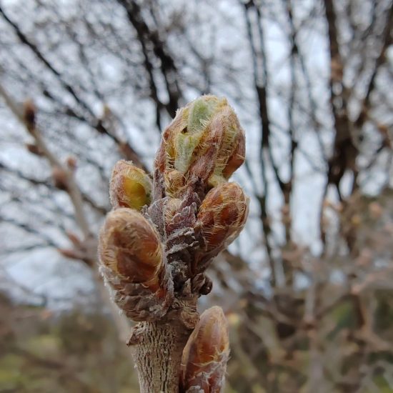 Gemmothérapie concentrée de bourgeons de chêne énergie physique et sexuelle elixir alchimique