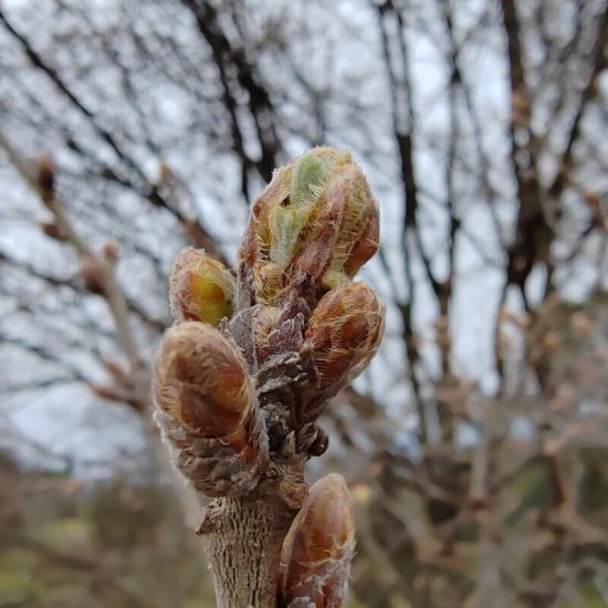 gemmothérapie miellée concentrée de bourgeons de chêne énergie et fertilité elixir alchimique