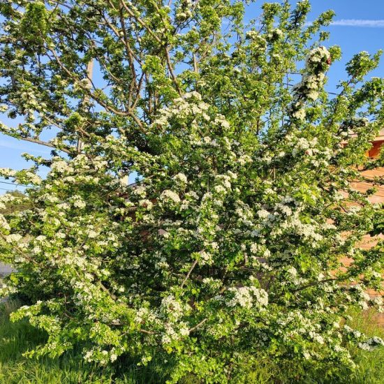 gemmothérapie bourgeons aubépine macérât mère élixir alchimique