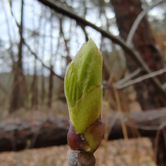 bourgeons frais châtaignier elixir alchimique récolte main circulation veineuse et lymphatique gemmotherapie concentrée