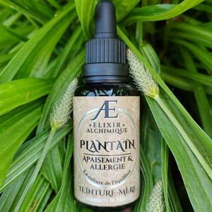 teinture apaisement allergie plantain lanceolé bronches ORL