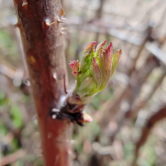 bourgeons framboisier récolté frais en pleine croissance gemmothérapie concentrée et miellée, féminin sacré, SPM, femme, troubles menstruels