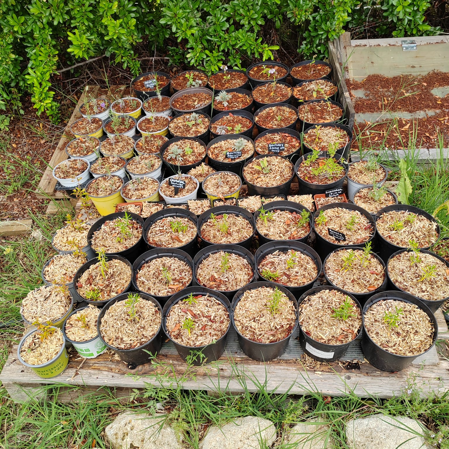 division et multiplication végétale forêt comestible et médicinale elixir alchimique