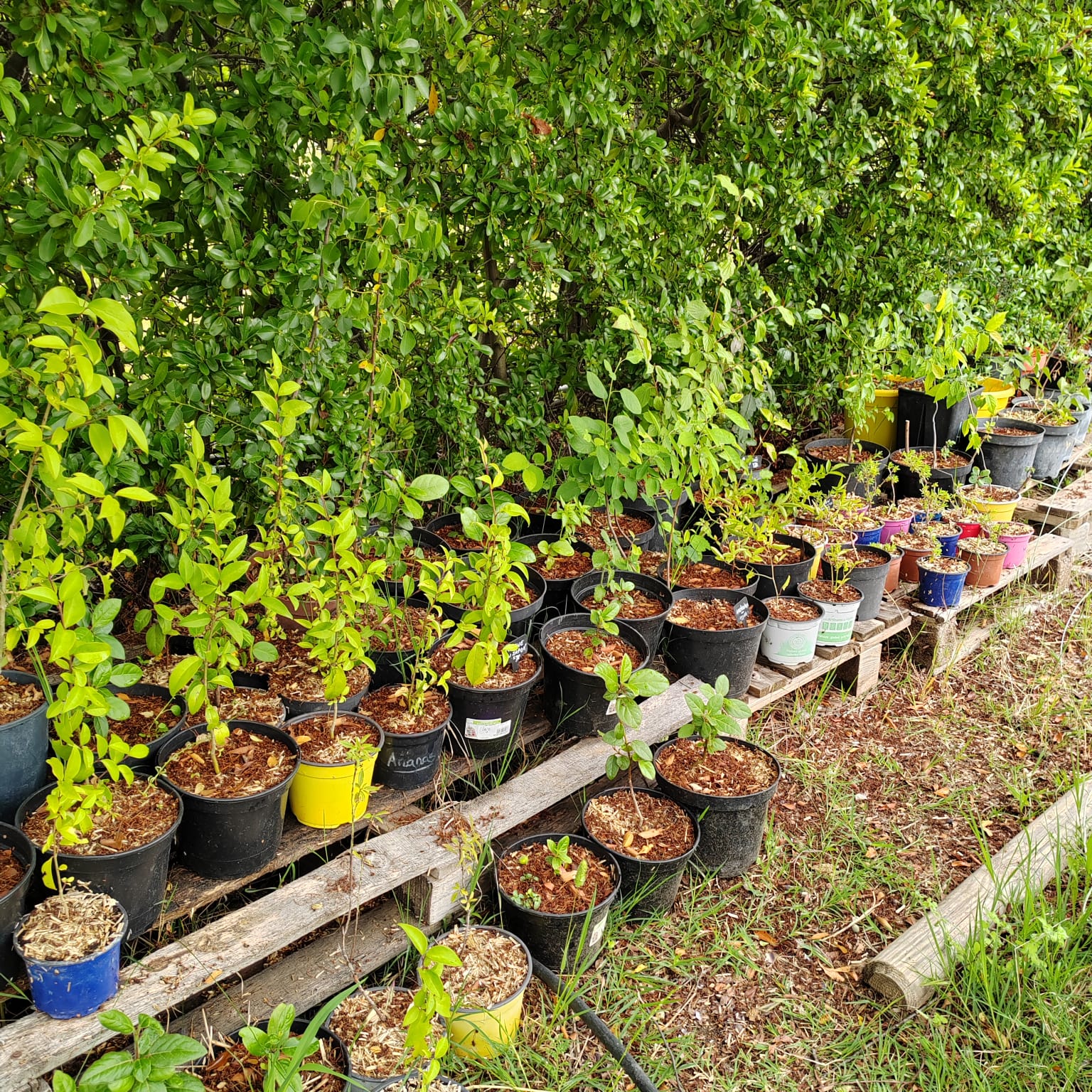 division et multiplication végétale forêt comestible et médicinale élixir alchimique