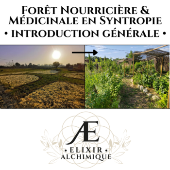 jardin foret nourricier et médicinal en syntropie