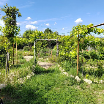 conception lianes jardin forêt nourricière élixir alchimique