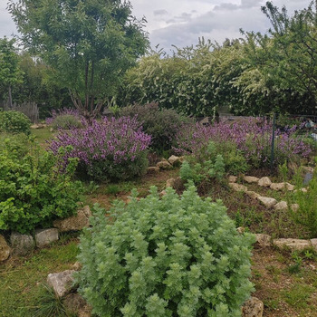 conception jardin médicinale et comestible elixir alchimique