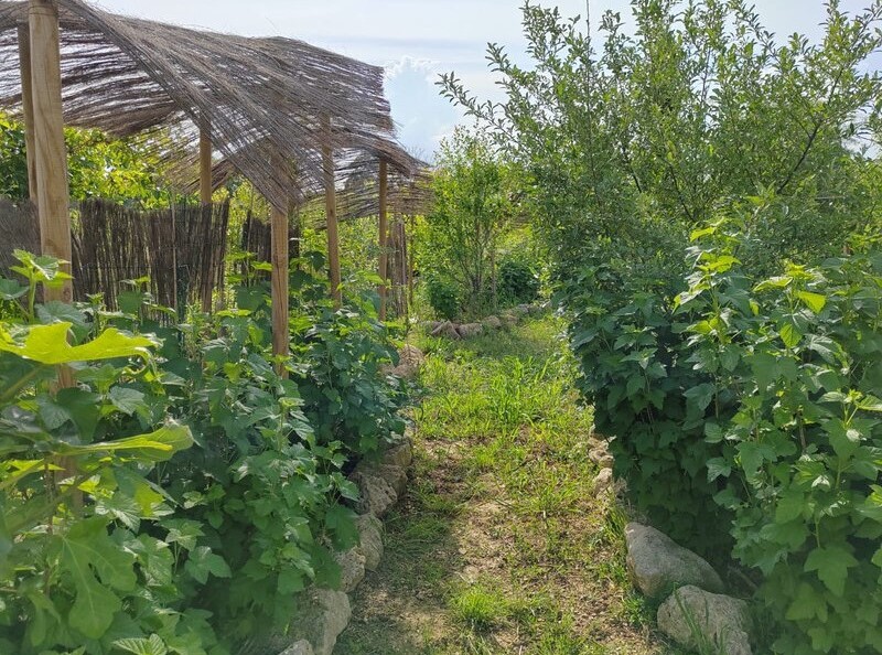 agriculture syntropique et culture en syntropie