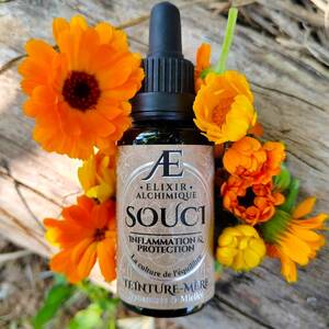 teinture mère miellée elixir alchimique souci calendula cicatrisant antiinflammatoire antioxydant