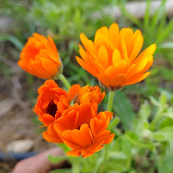 teinture mère miellée souci officinal calendula plante fraiche cicatrisante antiinflammatoire