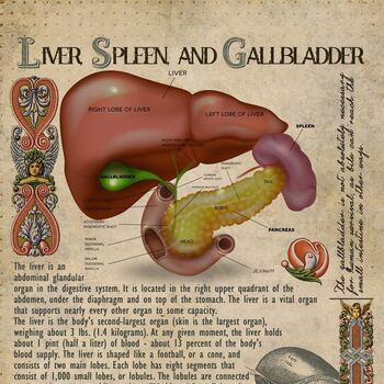 les plantes du foie phytothérapie et gemmothérapie