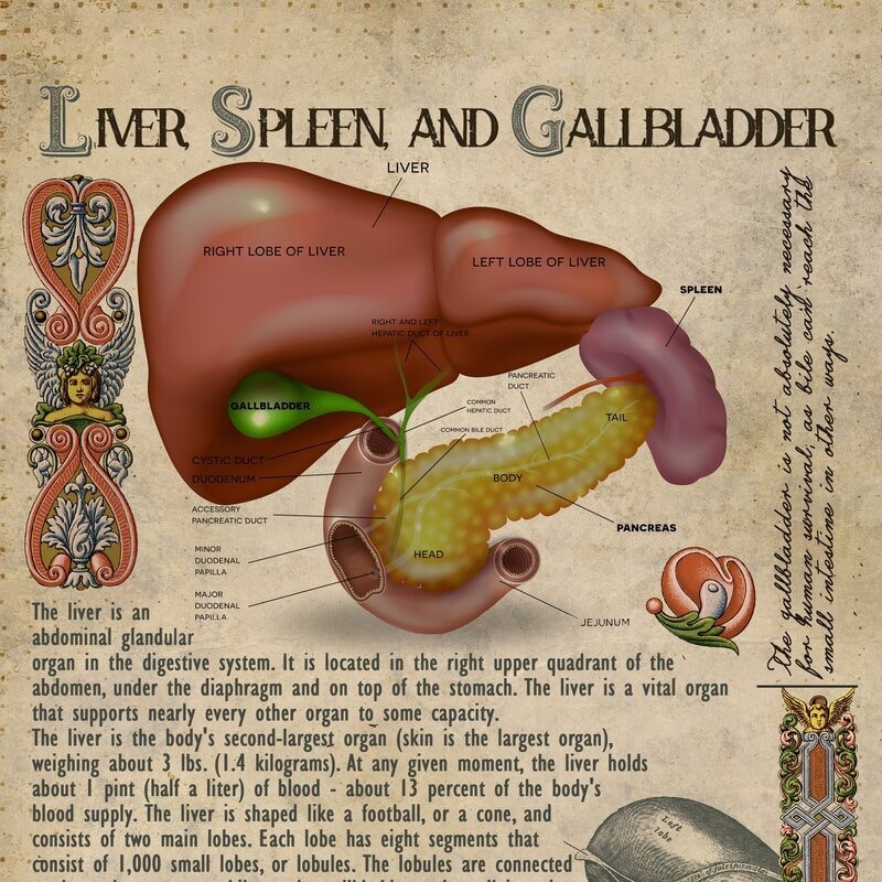 les plantes du foie phytothérapie et gemmothérapie