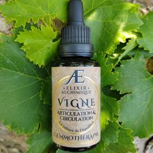 gemmothérapie miellée et concentrée bourgeons frais de vigne, articulation, circulation, elixir alchimique